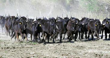 Taureaux, Camargue, France. © Etienne Pierart